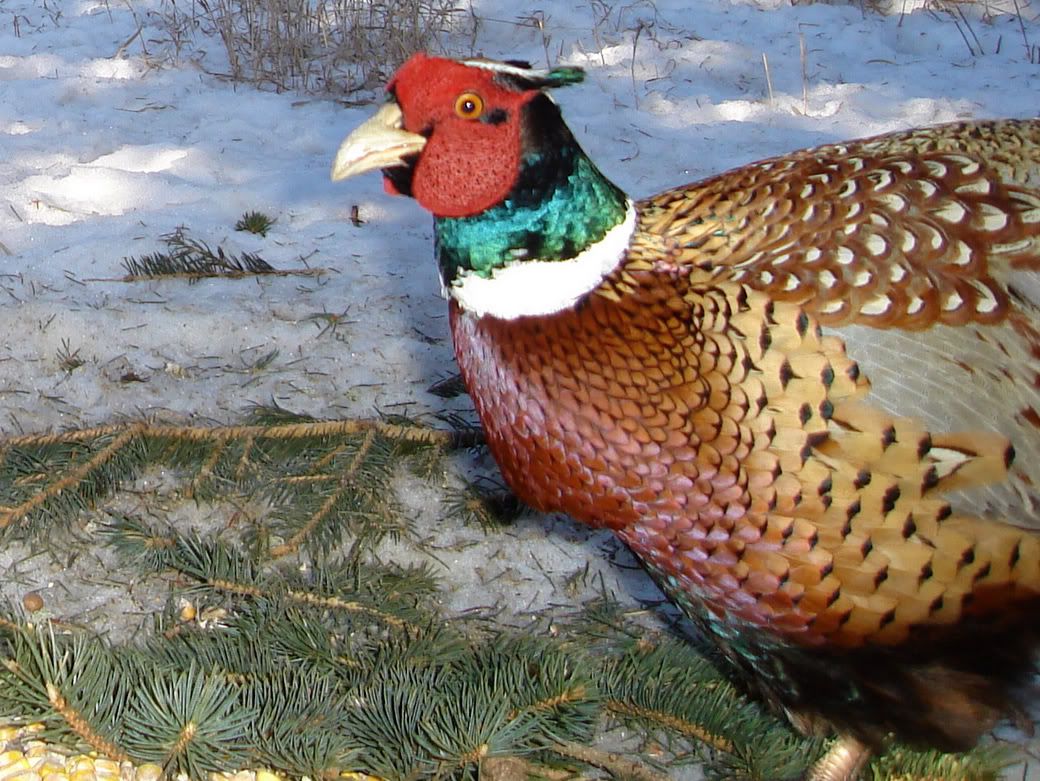 SW Minnesota Pheasant pics 02-15-09 | Ultimate Pheasant Hunting Forums